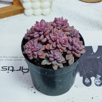 5'' Echeveria  Rezry, Rare Live Succulent Plants