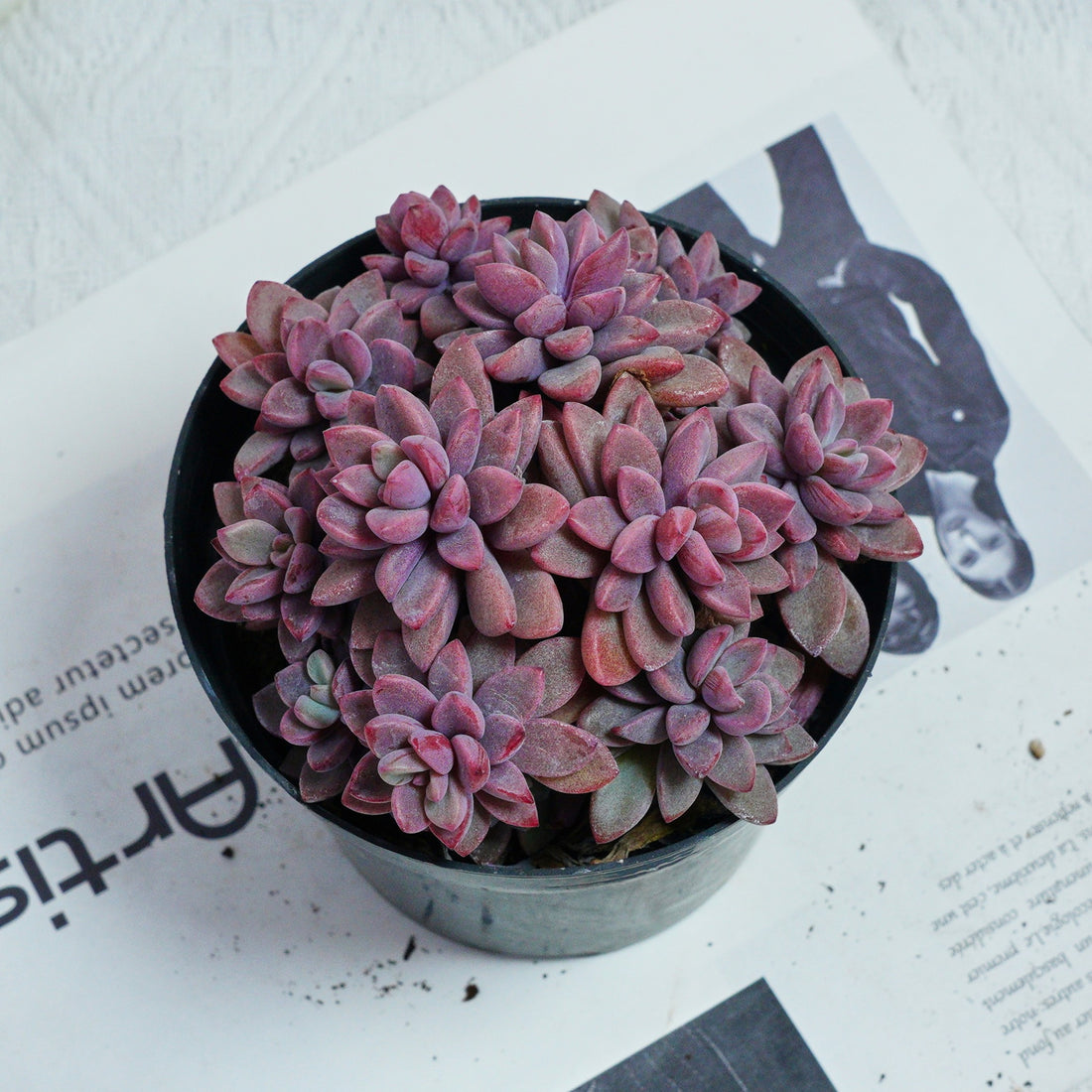 5'' Echeveria  Rezry, Rare Live Succulent Plants