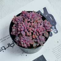 5'' Echeveria  Rezry, Rare Live Succulent Plants