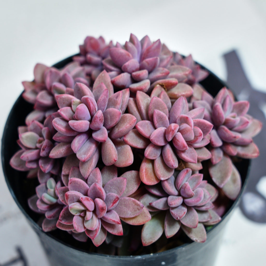 5'' Echeveria  Rezry, Rare Live Succulent Plants