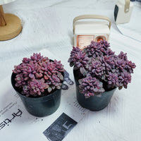 5'' Echeveria  Rezry, Rare Live Succulent Plants