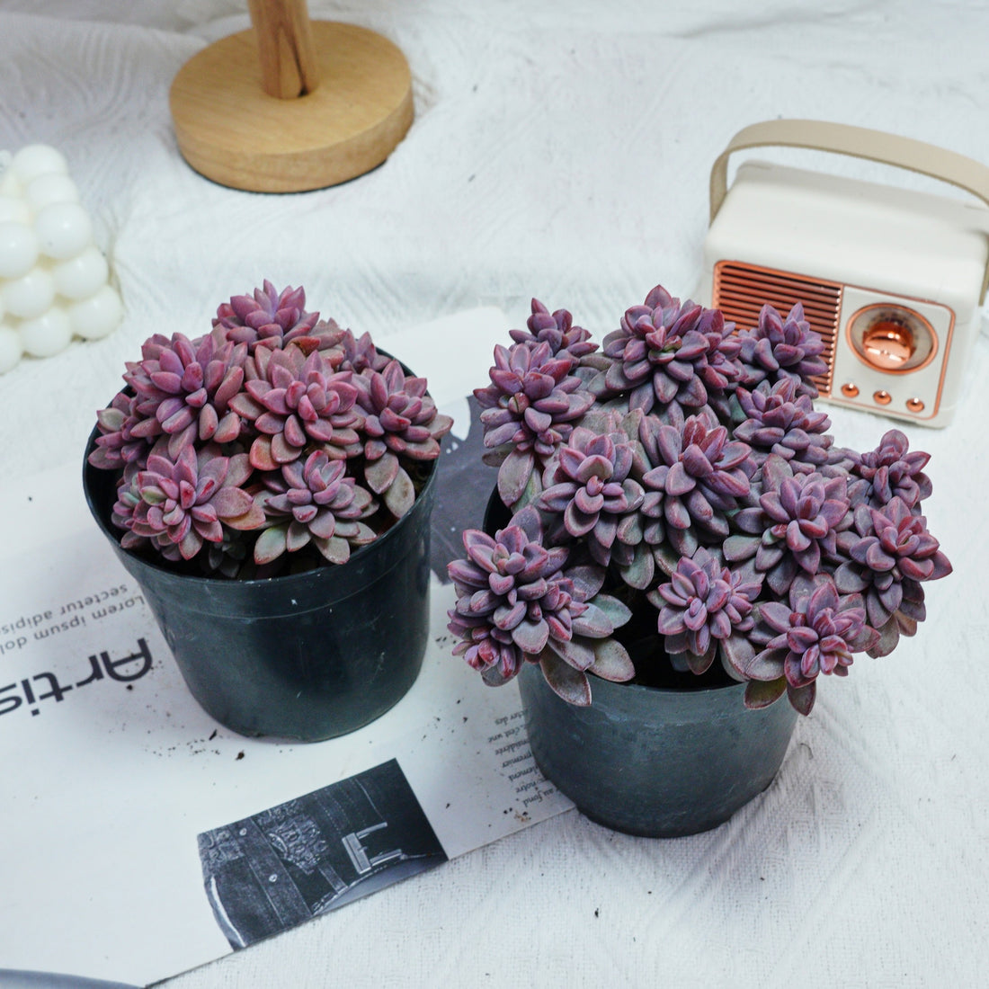 5'' Echeveria  Rezry, Rare Live Succulent Plants