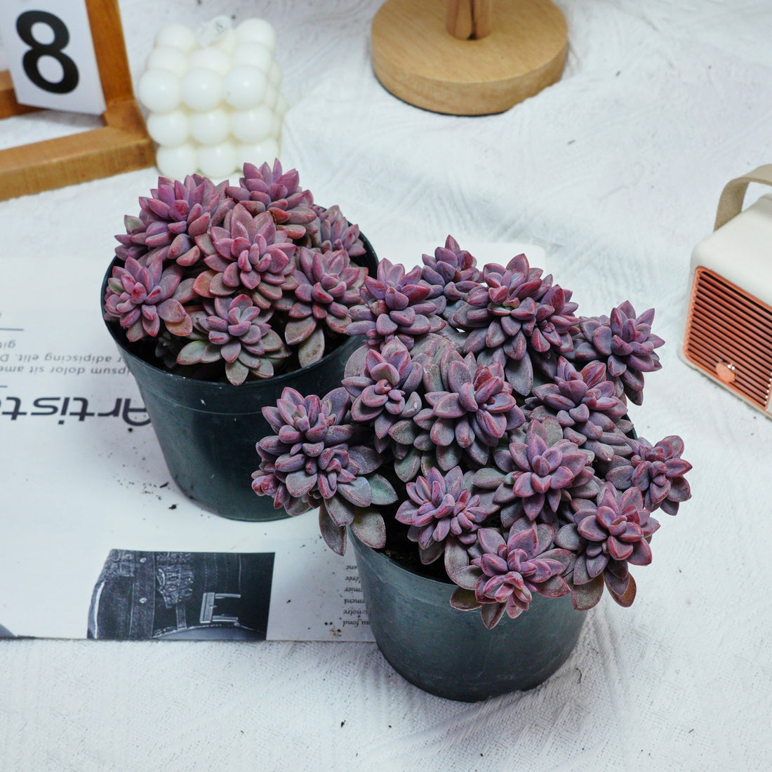 5'' Echeveria  Rezry, Rare Live Succulent Plants