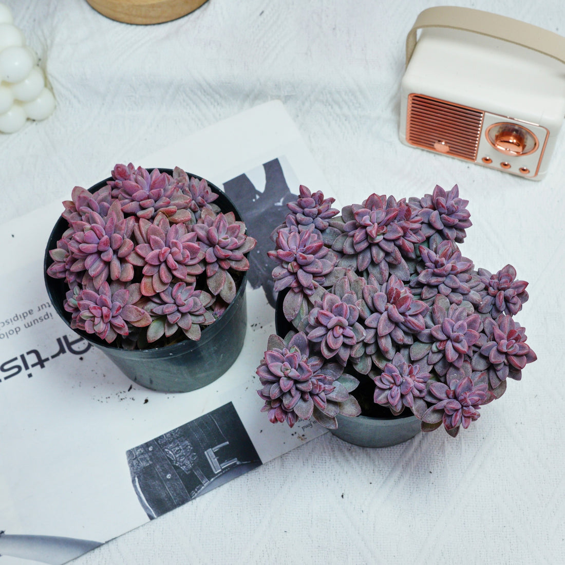 5'' Echeveria  Rezry, Rare Live Succulent Plants