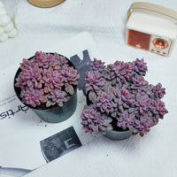 5'' Echeveria  Rezry, Rare Live Succulent Plants