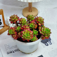 8'' Sedeveria Letizia, Rare Live Succulent Plants