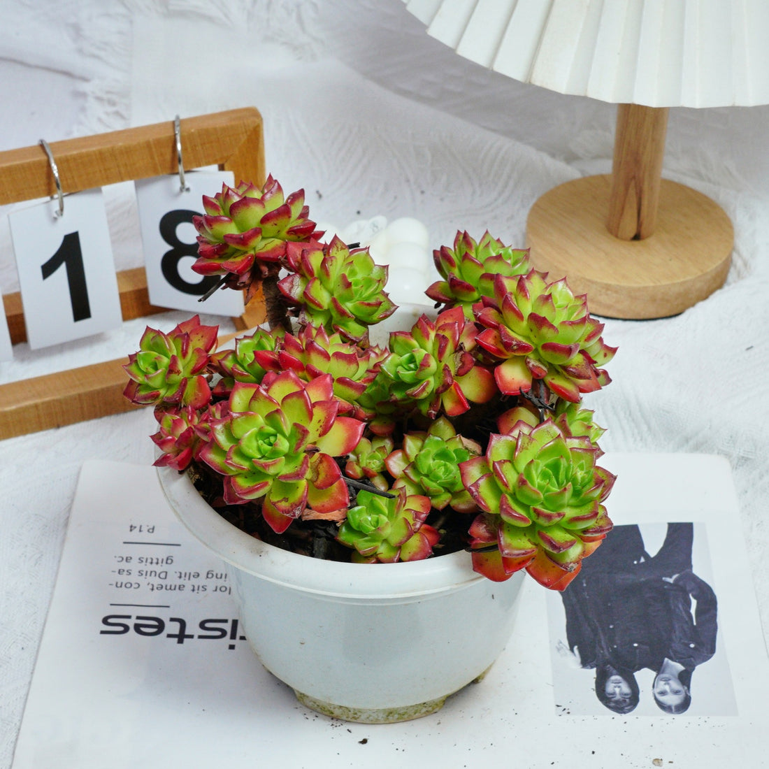 8'' Sedeveria Letizia, Rare Live Succulent Plants