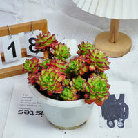 8'' Sedeveria Letizia, Rare Live Succulent Plants