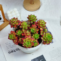 8'' Sedeveria Letizia, Rare Live Succulent Plants