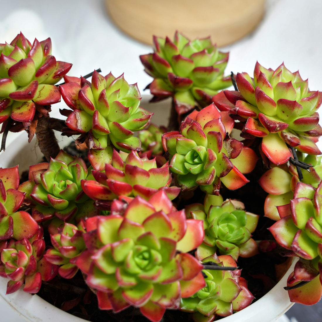 8'' Sedeveria Letizia, Rare Live Succulent Plants