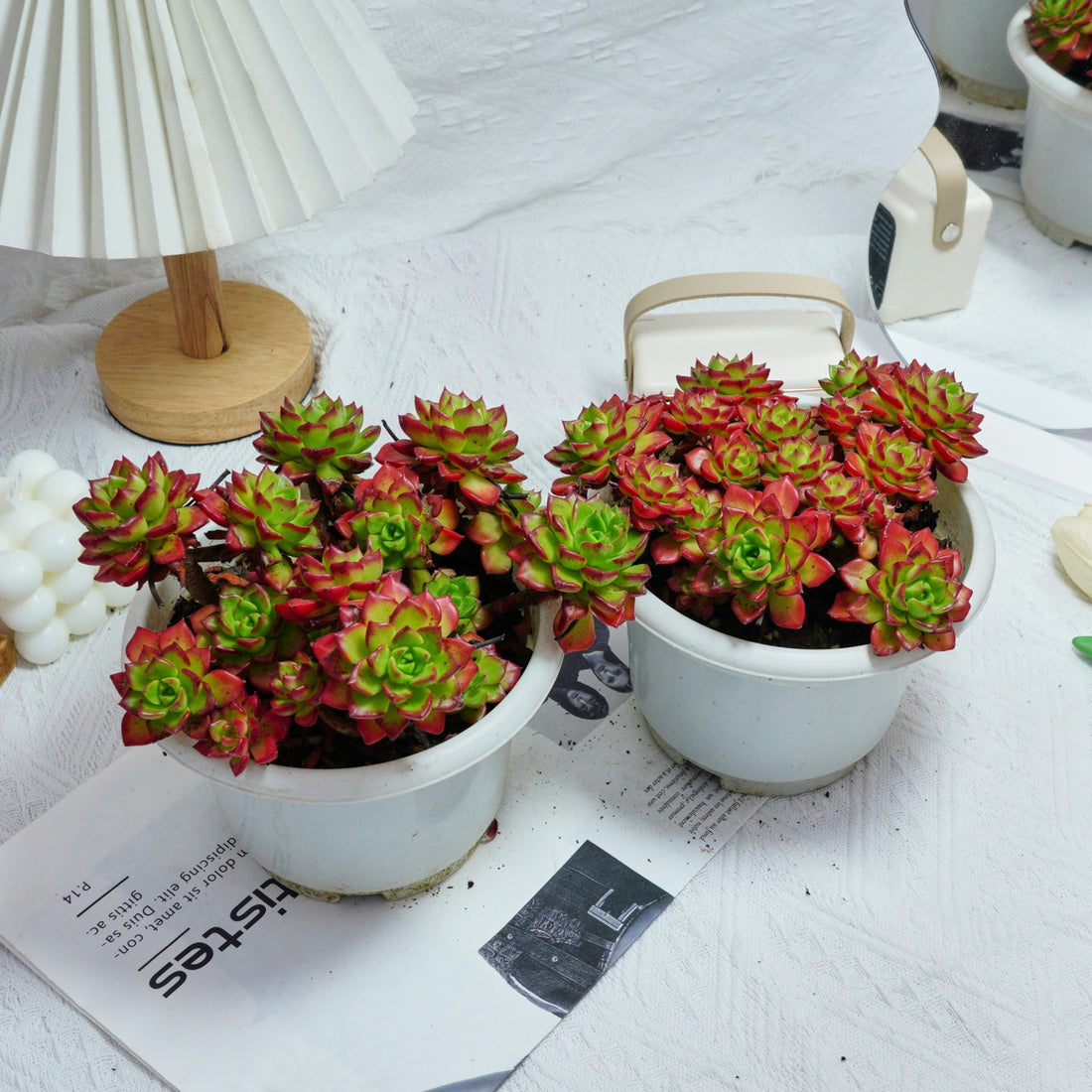 8'' Sedeveria Letizia, Rare Live Succulent Plants