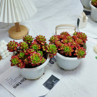 8'' Sedeveria Letizia, Rare Live Succulent Plants