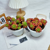 8'' Sedeveria Letizia, Rare Live Succulent Plants