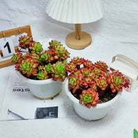 8'' Sedeveria Letizia, Rare Live Succulent Plants