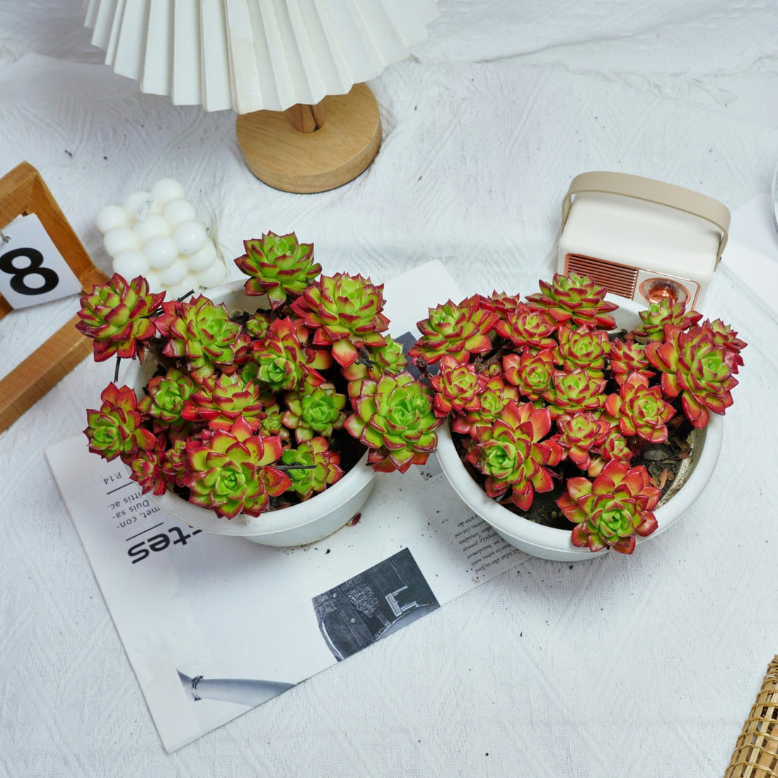 8'' Sedeveria Letizia, Rare Live Succulent Plants