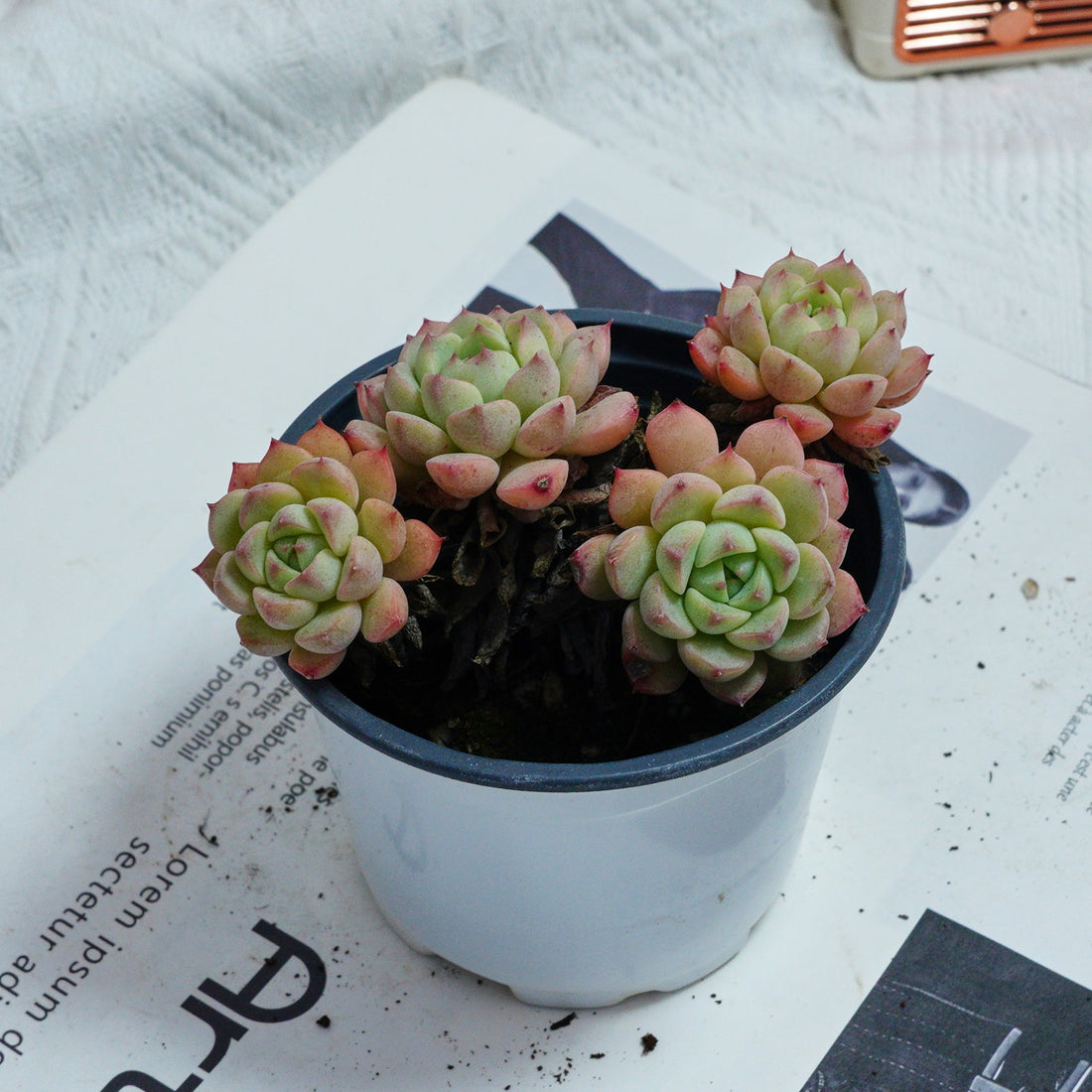 4'' Echeveria Macadamia, Rare Live Succulent Plants