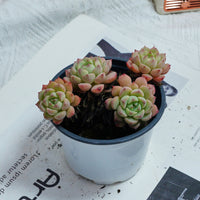 4'' Echeveria Macadamia, Rare Live Succulent Plants