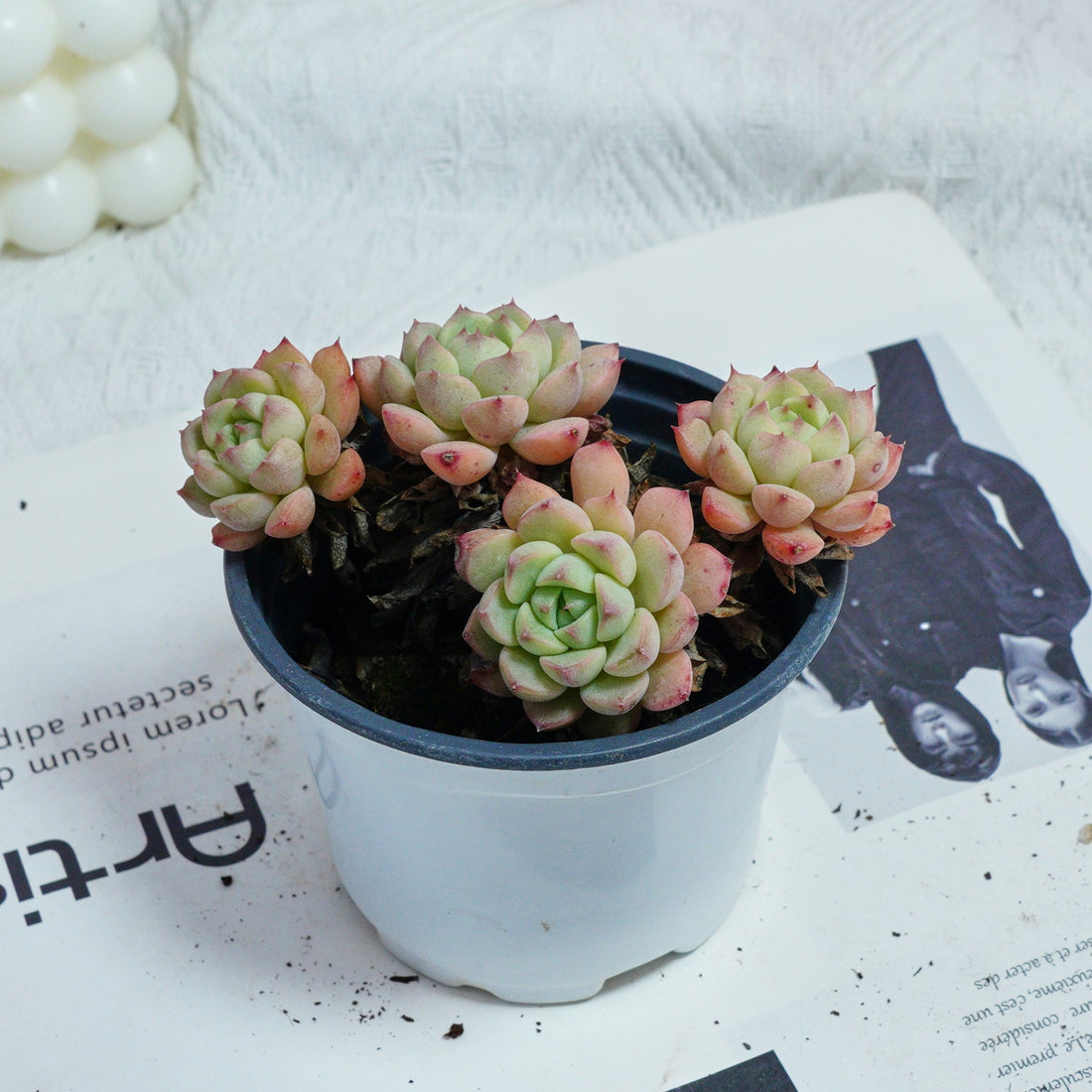 4'' Echeveria Macadamia, Rare Live Succulent Plants