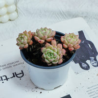 4'' Echeveria Macadamia, Rare Live Succulent Plants