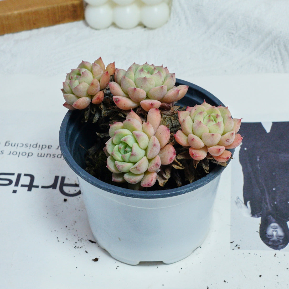 4'' Echeveria Macadamia, Rare Live Succulent Plants