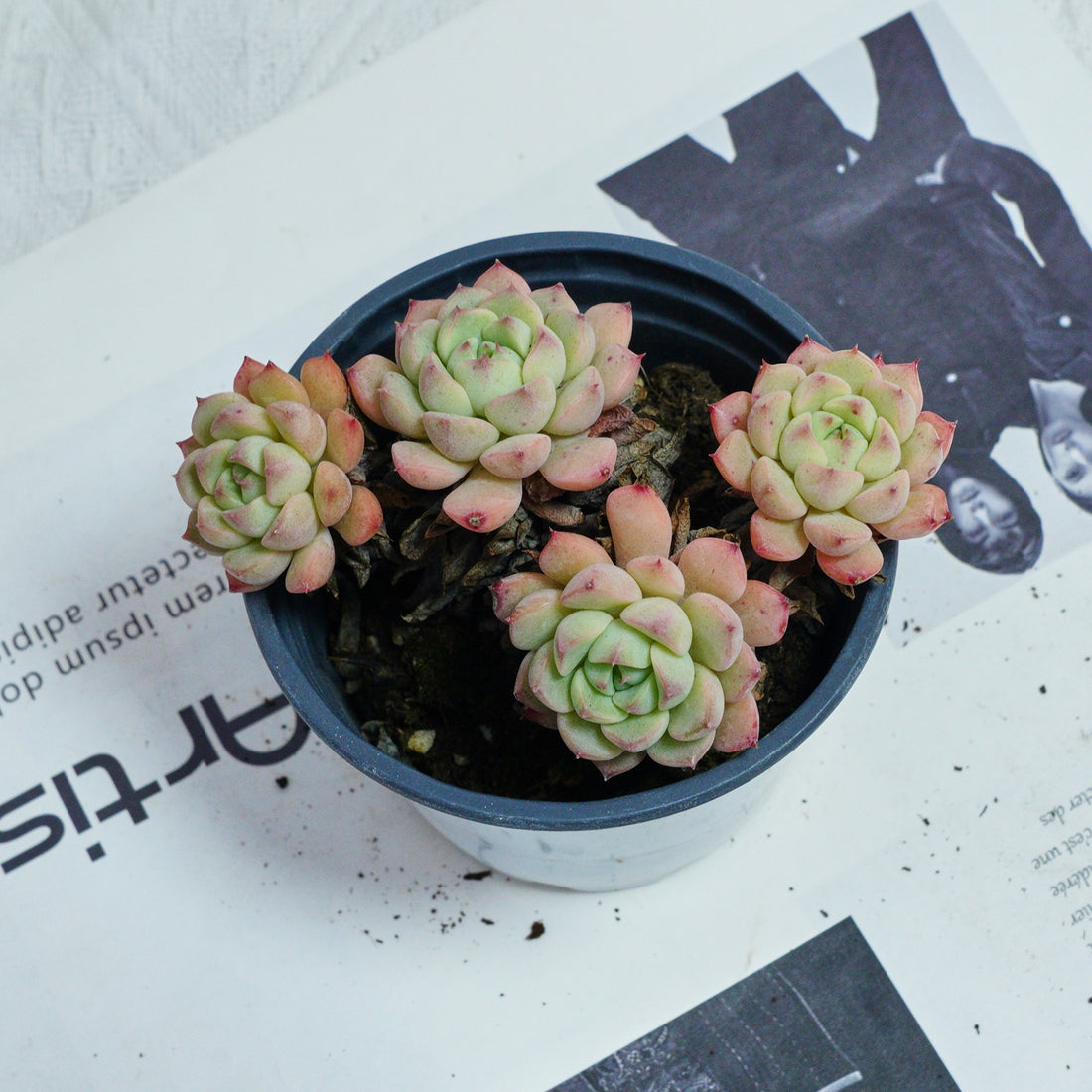4'' Echeveria Macadamia, Rare Live Succulent Plants