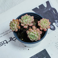 4'' Echeveria Macadamia, Rare Live Succulent Plants