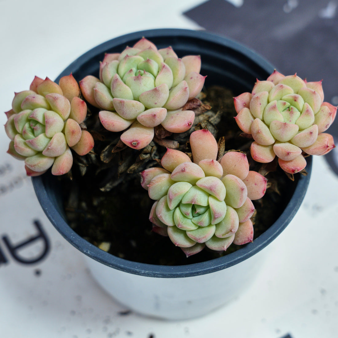 4'' Echeveria Macadamia, Rare Live Succulent Plants