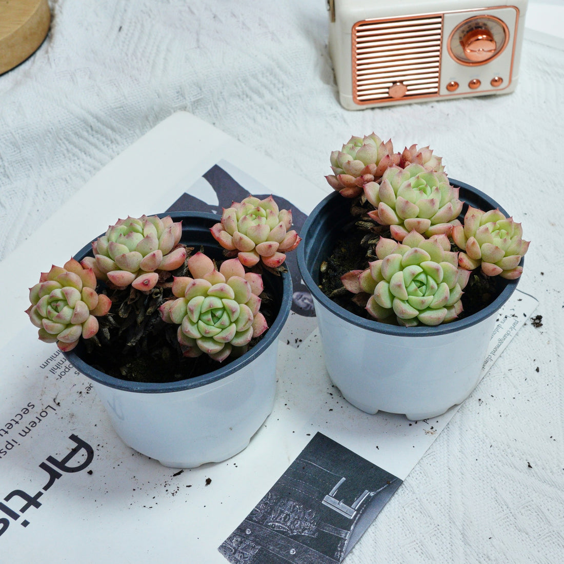 4'' Echeveria Macadamia, Rare Live Succulent Plants