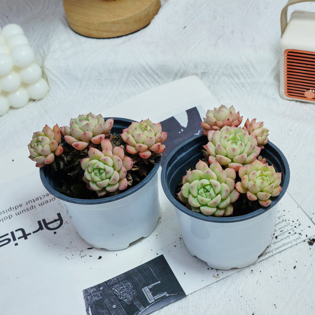 4'' Echeveria Macadamia, Rare Live Succulent Plants