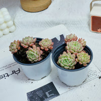4'' Echeveria Macadamia, Rare Live Succulent Plants