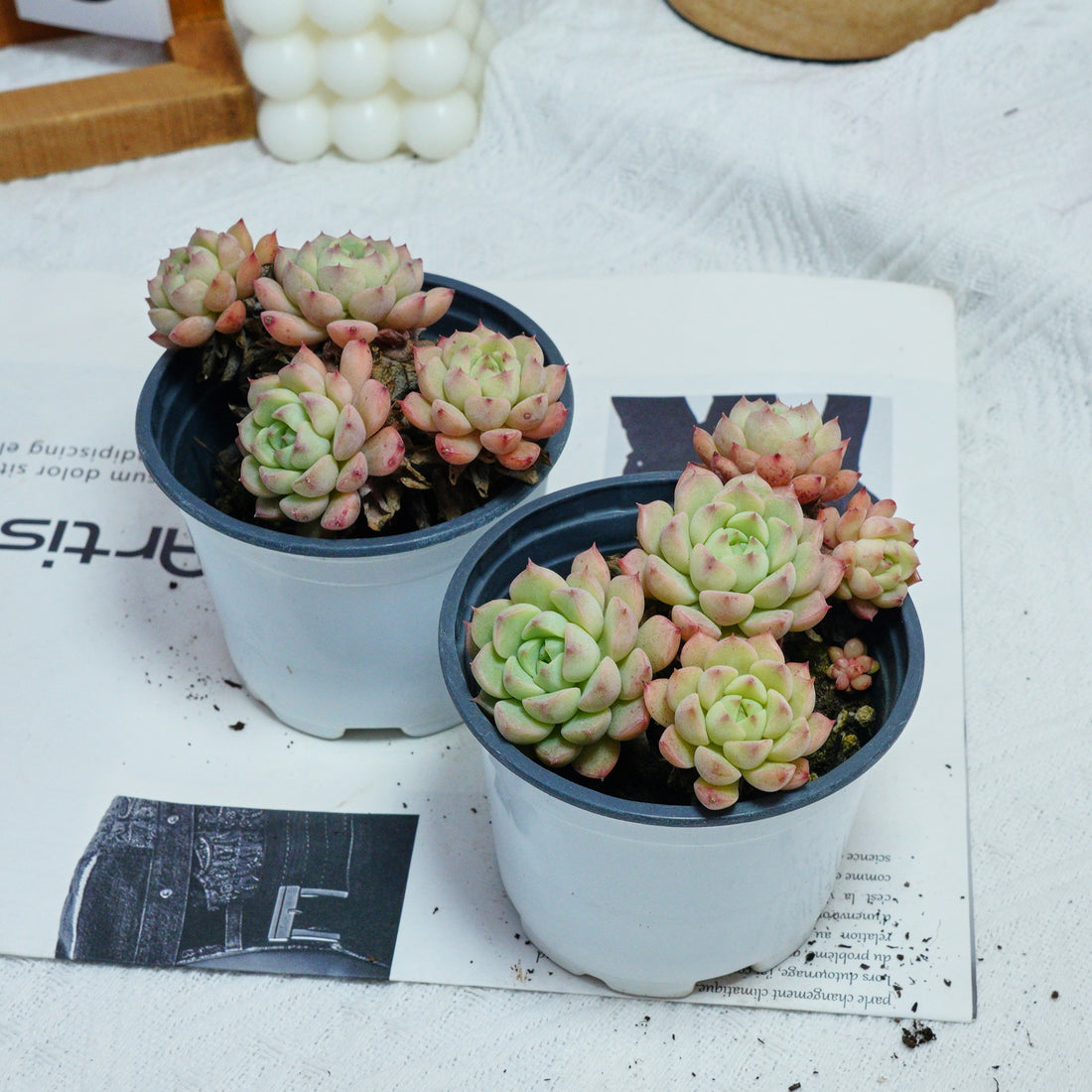 4'' Echeveria Macadamia, Rare Live Succulent Plants