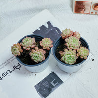 4'' Echeveria Macadamia, Rare Live Succulent Plants