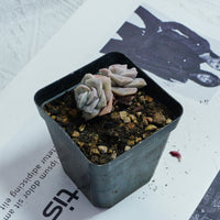 2'' Echeveria Lovely Rose Variegated, Rare Live Succulent Plants