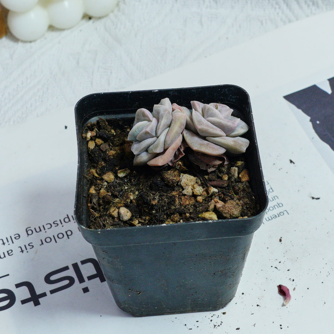 2'' Echeveria Lovely Rose Variegated, Rare Live Succulent Plants