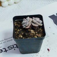 2'' Echeveria Lovely Rose Variegated, Rare Live Succulent Plants