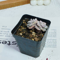 2'' Echeveria Lovely Rose Variegated, Rare Live Succulent Plants