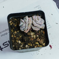 2'' Echeveria Lovely Rose Variegated, Rare Live Succulent Plants
