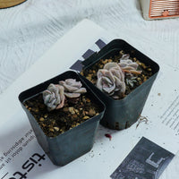 2'' Echeveria Lovely Rose Variegated, Rare Live Succulent Plants