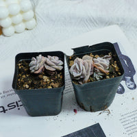 2'' Echeveria Lovely Rose Variegated, Rare Live Succulent Plants