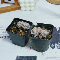 2'' Echeveria Lovely Rose Variegated, Rare Live Succulent Plants