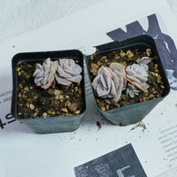 2'' Echeveria Lovely Rose Variegated, Rare Live Succulent Plants