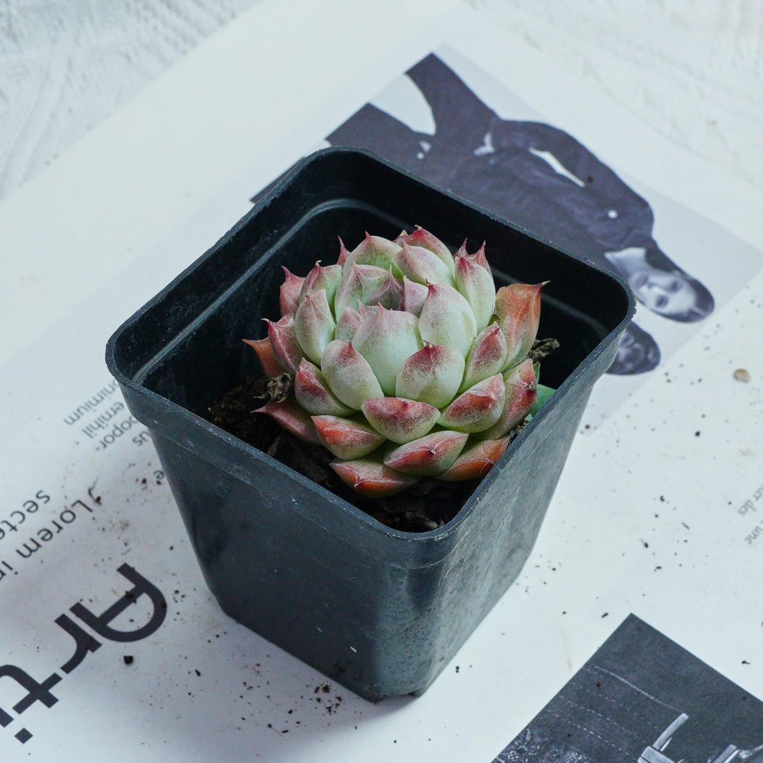2'' Echeveria Rose Queen, Rare Live Succulent Plants