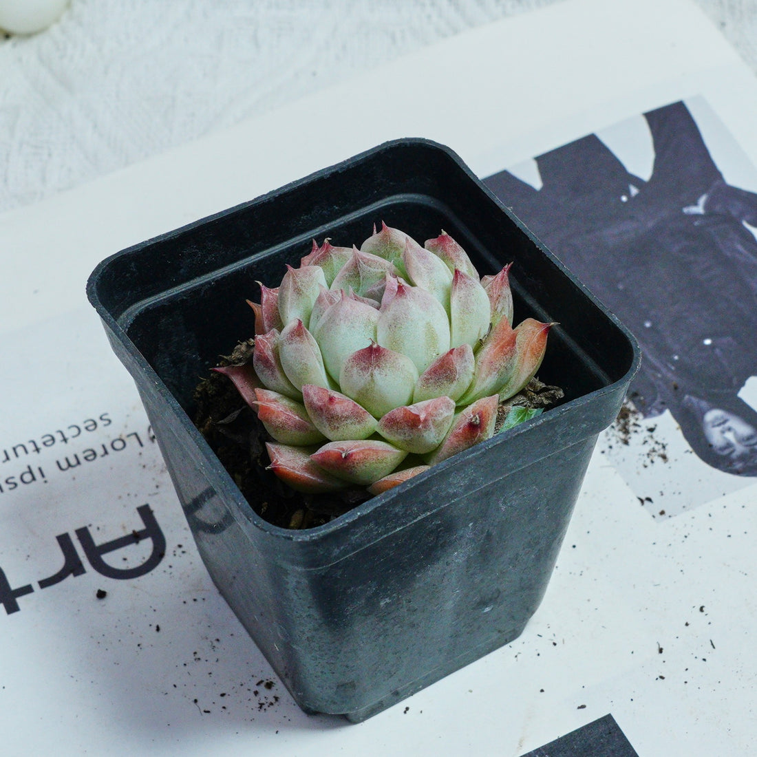 2'' Echeveria Rose Queen, Rare Live Succulent Plants