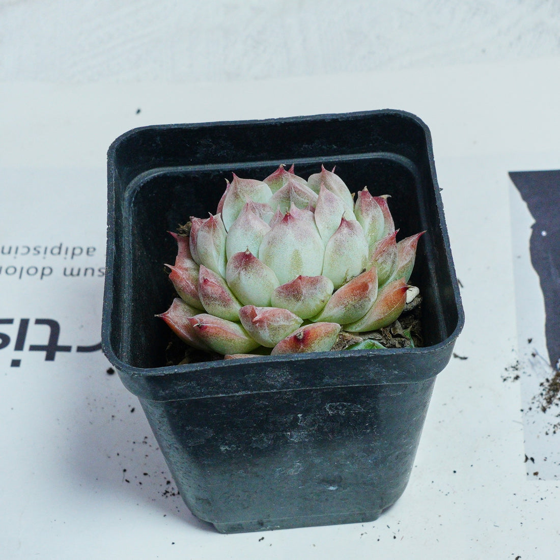 2'' Echeveria Rose Queen, Rare Live Succulent Plants