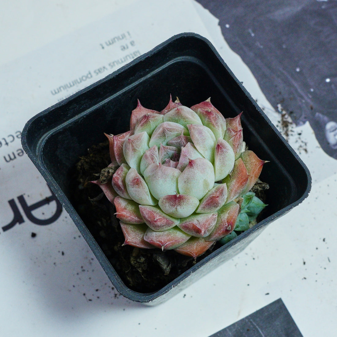 2'' Echeveria Rose Queen, Rare Live Succulent Plants