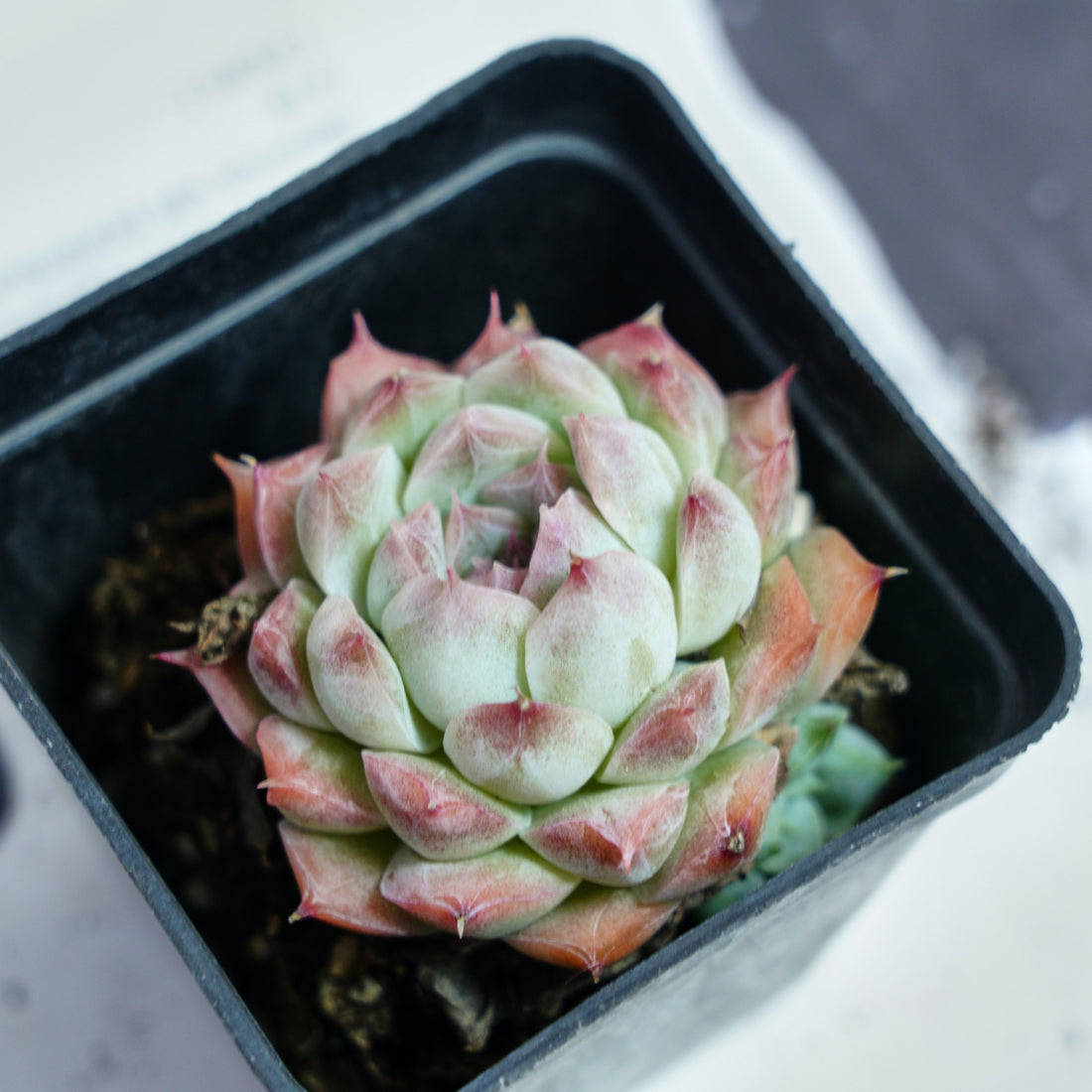 2'' Echeveria Rose Queen, Rare Live Succulent Plants