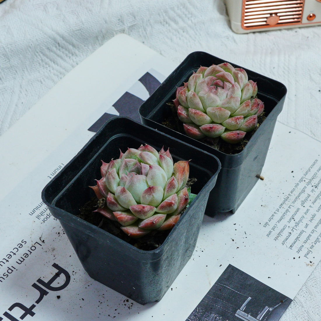 2'' Echeveria Rose Queen, Rare Live Succulent Plants