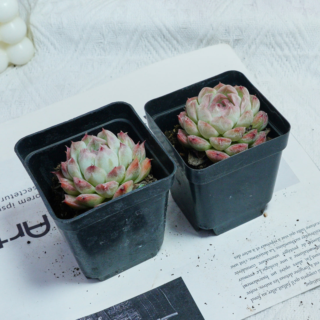2'' Echeveria Rose Queen, Rare Live Succulent Plants