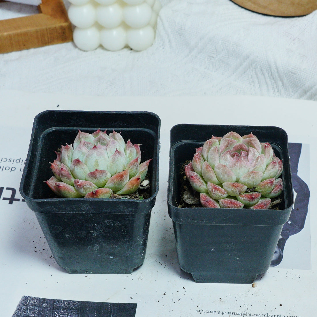2'' Echeveria Rose Queen, Rare Live Succulent Plants
