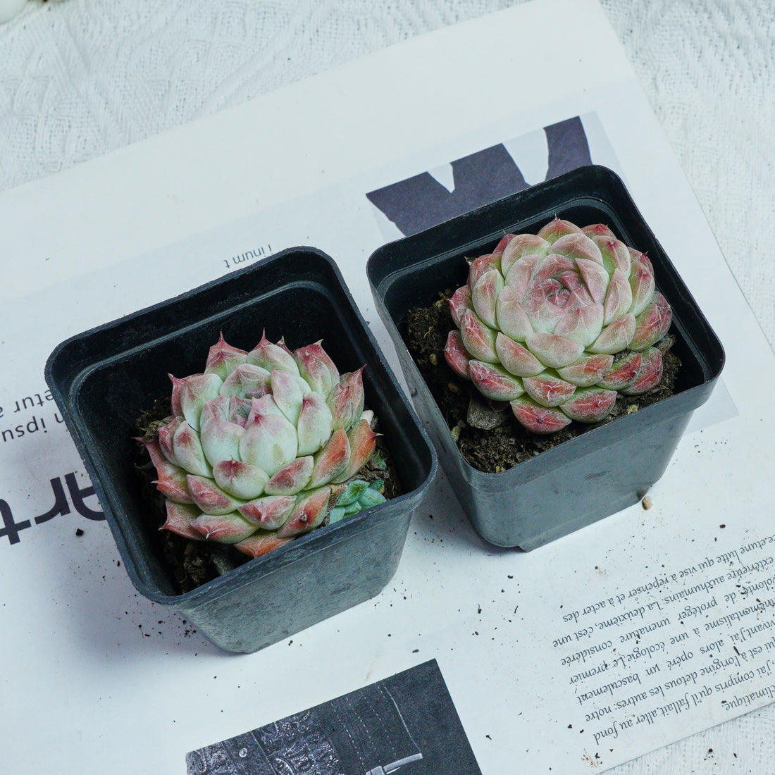 2'' Echeveria Rose Queen, Rare Live Succulent Plants